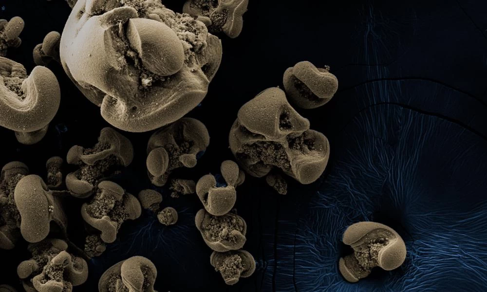 Ανακαλύφθηκαν βακτήρια που καταναλώνουν μαγγάνιο